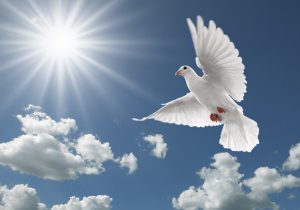 depositphotos_9025454-stock-photo-pigeon-in-the-sky
